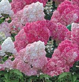         Hydrangea paniculata Vanille Fraise  